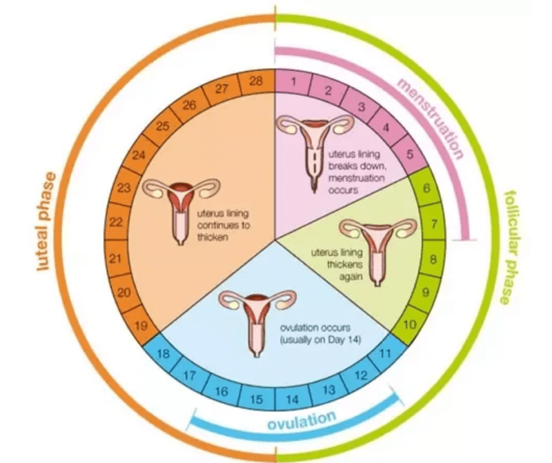 Runners & Menstrual cycle